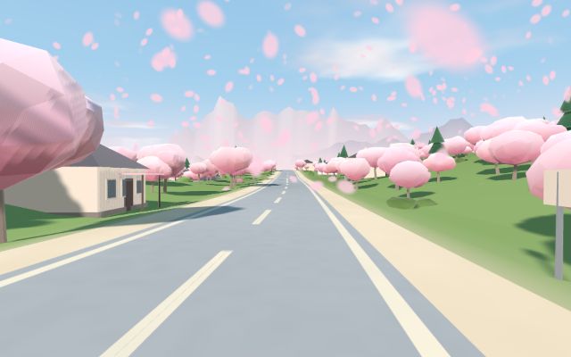 Sakura — blossom trees in drifting petals